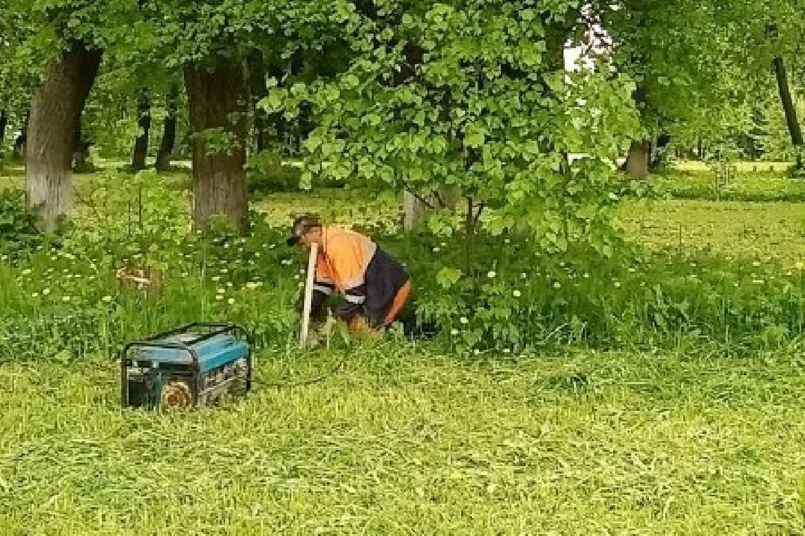 Подольск, борщевик