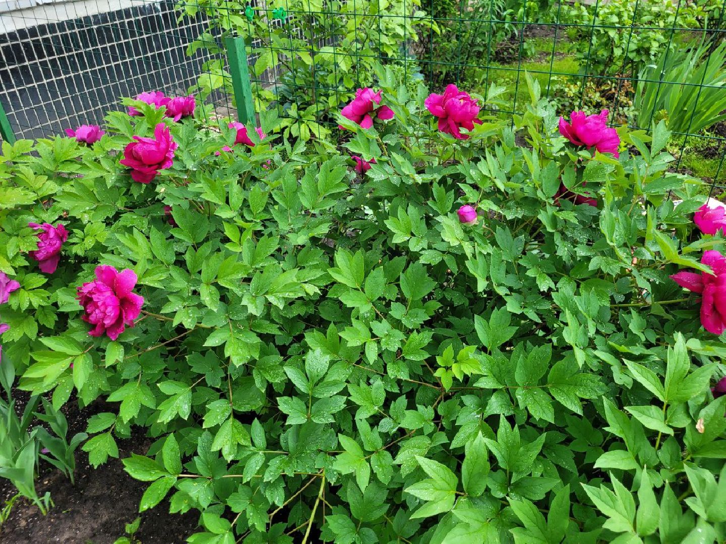 люди; добро; сад; добрые дела