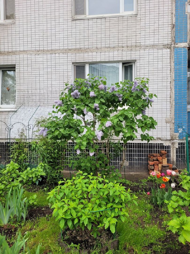 люди; добро; сад; добрые дела