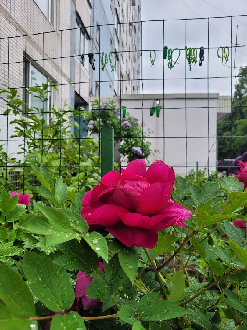 люди; добро; сад; добрые дела