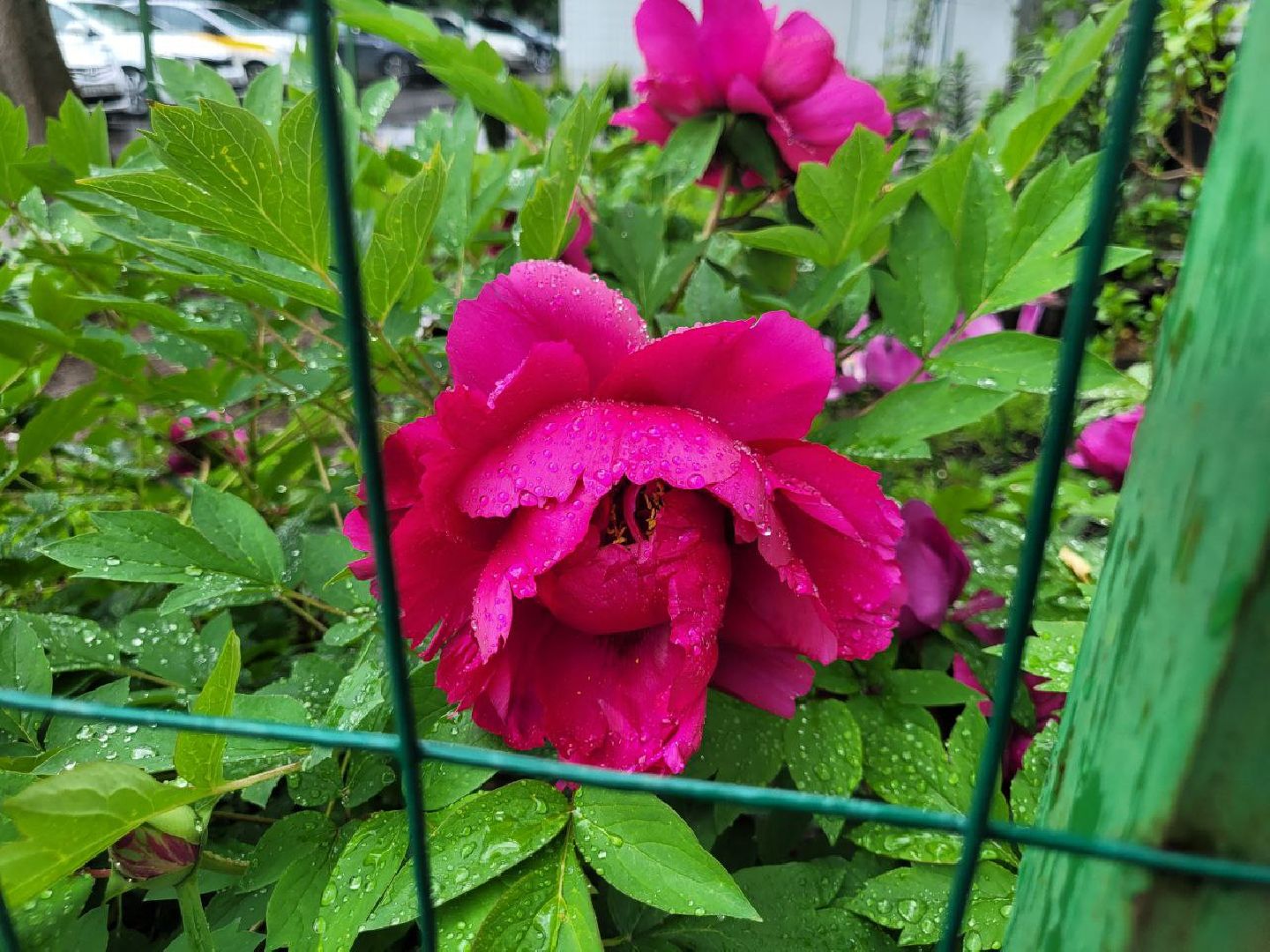 люди; добро; сад; добрые дела