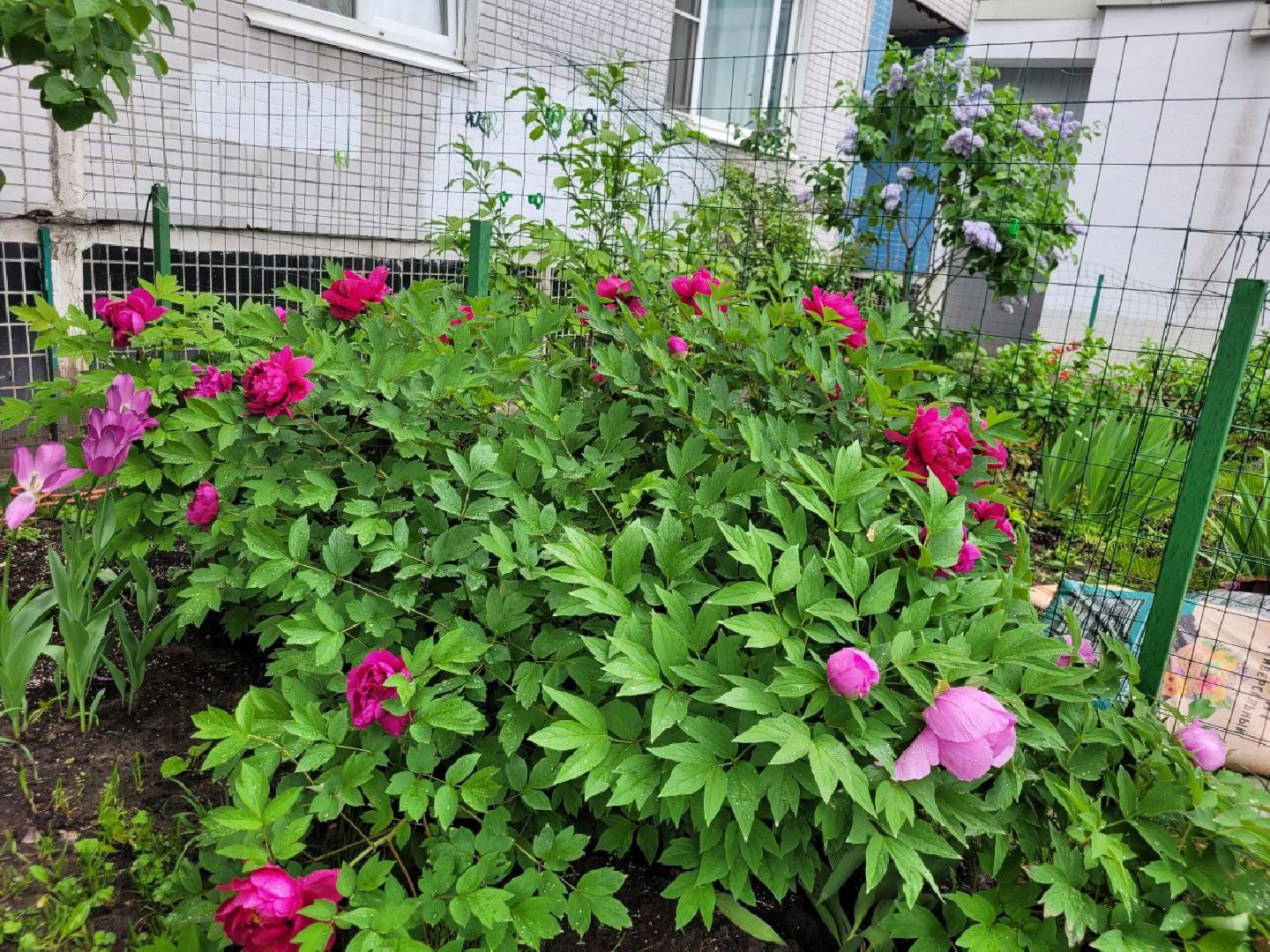 люди; добро; сад; добрые дела