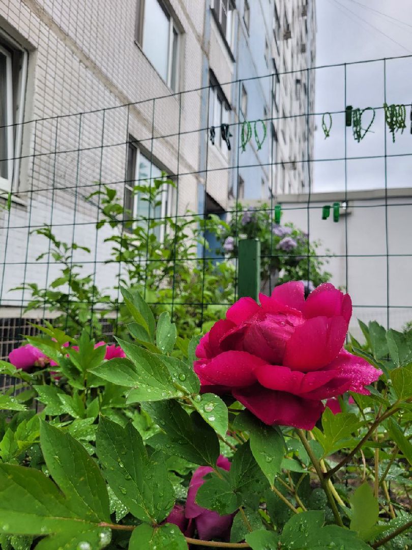 люди; добро; сад; добрые дела