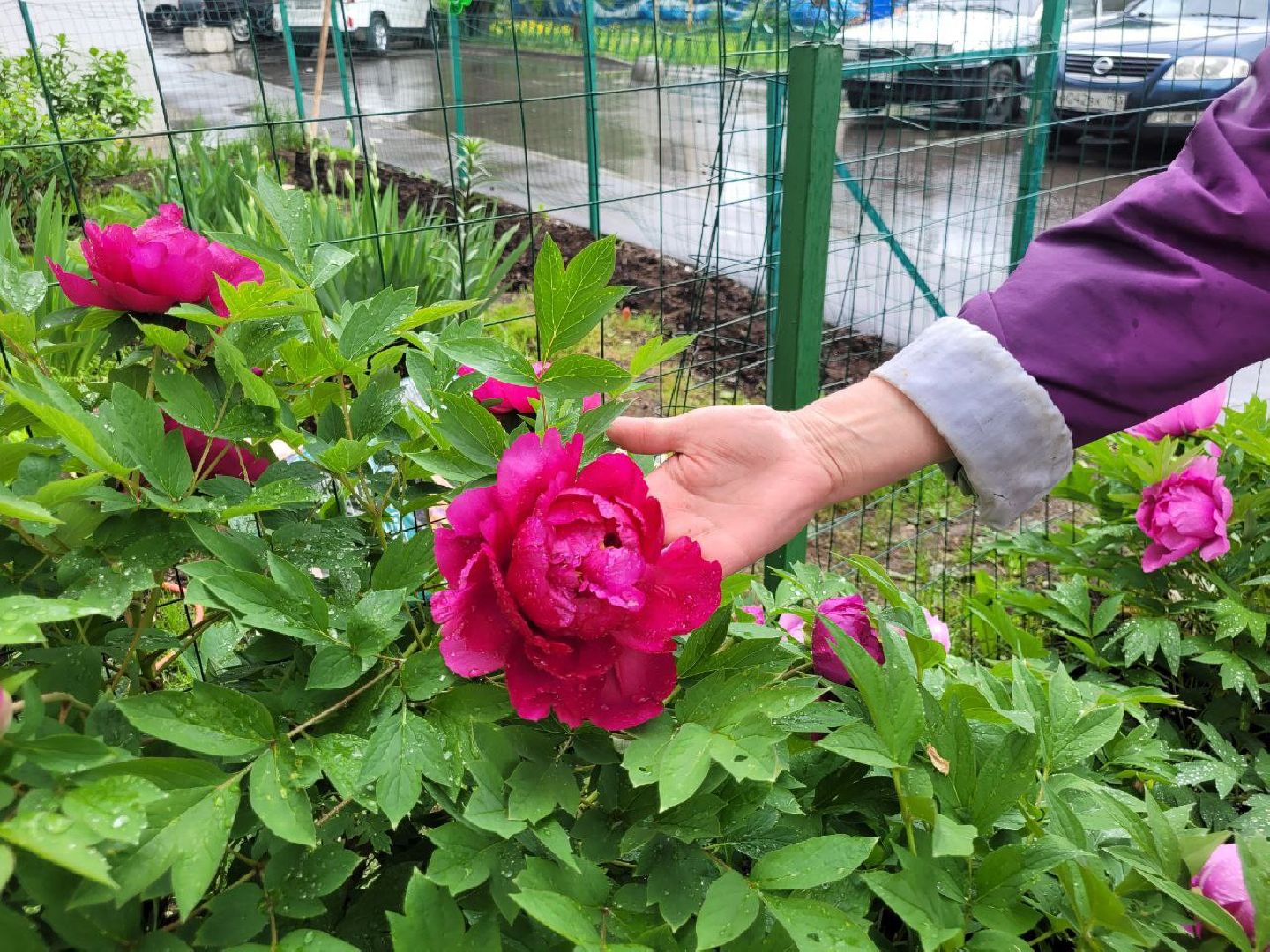 люди; добро; сад; добрые дела