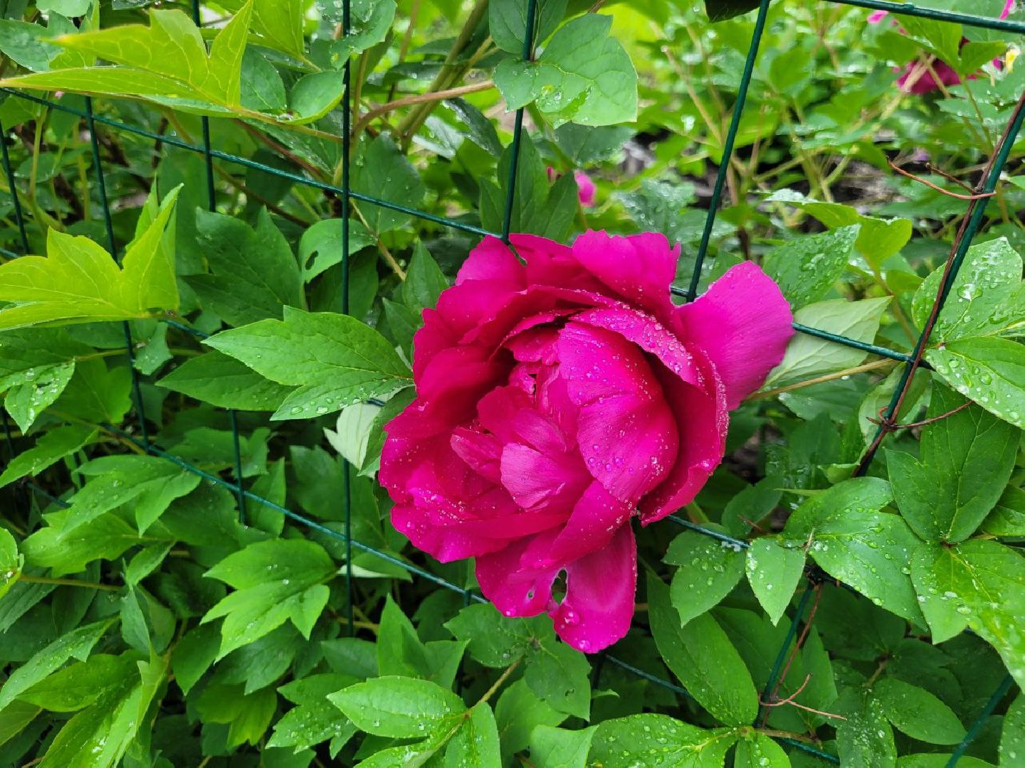 люди; добро; сад; добрые дела