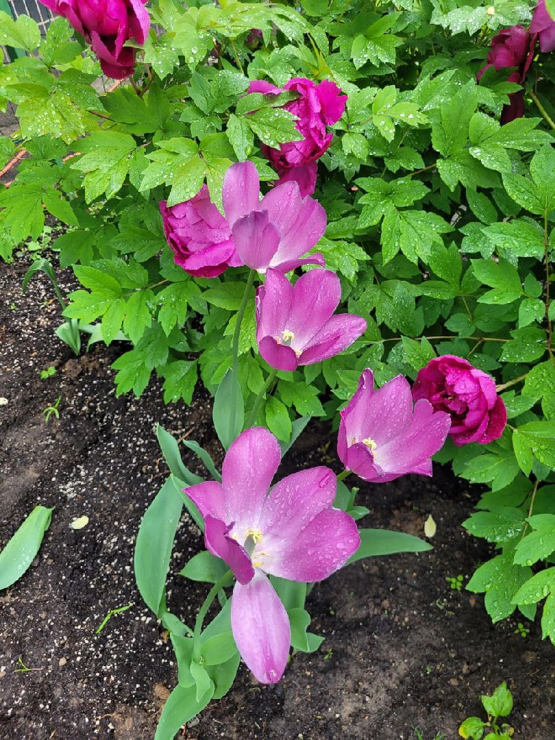 люди; добро; сад; добрые дела