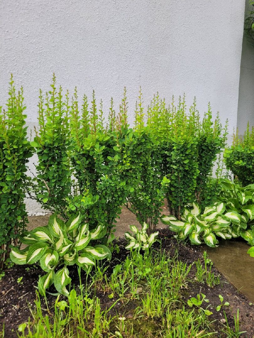 люди; добро; сад; добрые дела