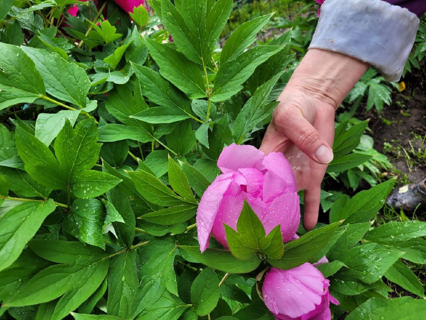 люди; добро; сад; добрые дела