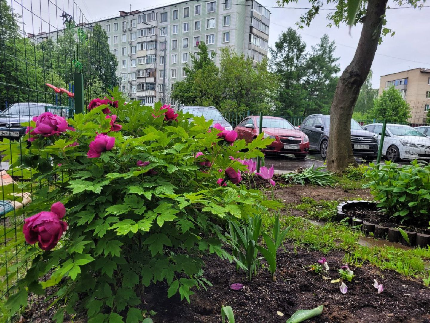 люди; добро; сад; добрые дела