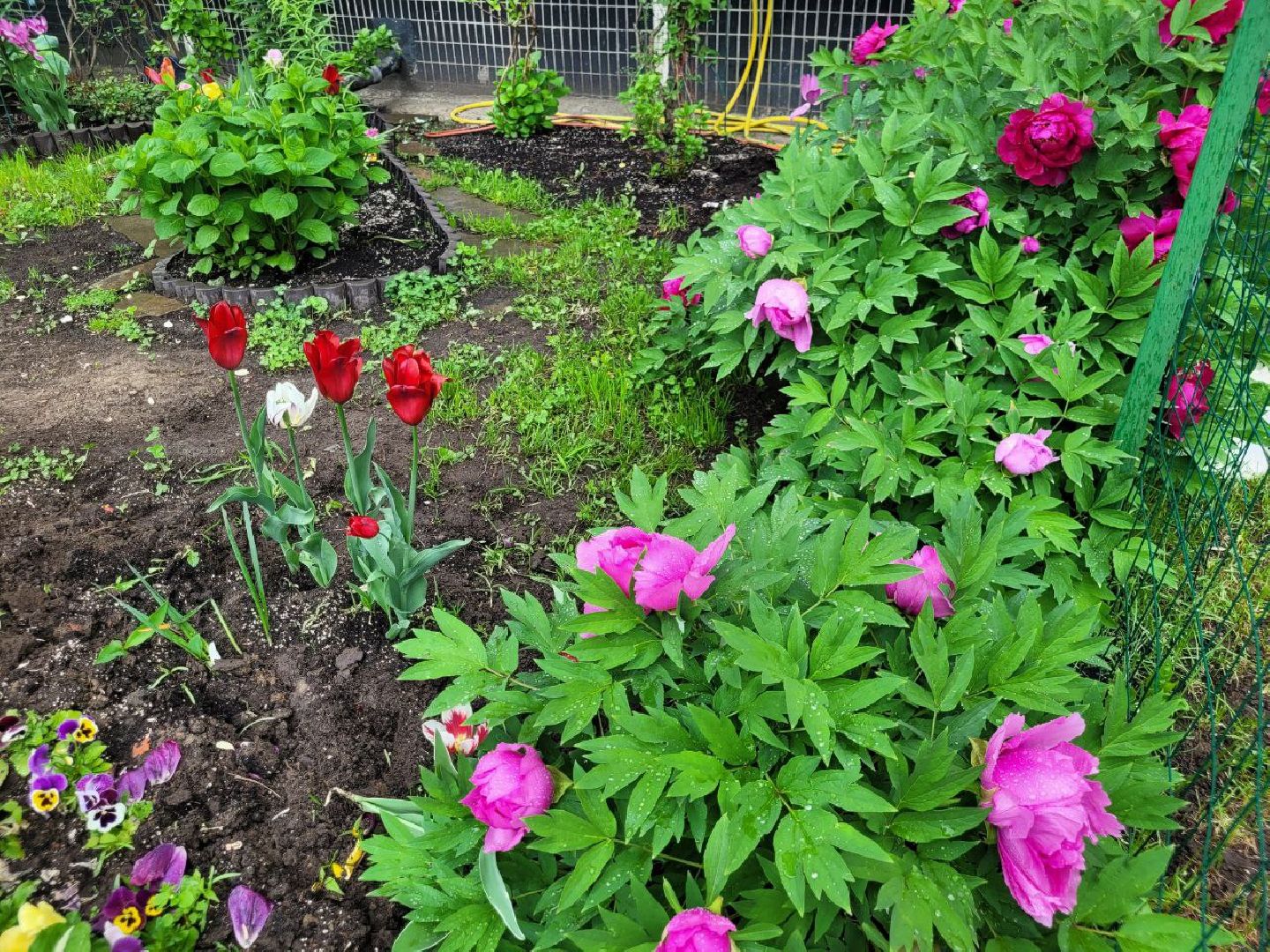 люди; добро; сад; добрые дела