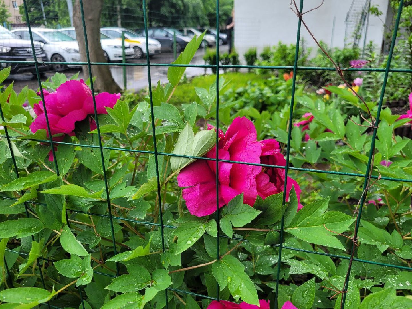 люди; добро; сад; добрые дела