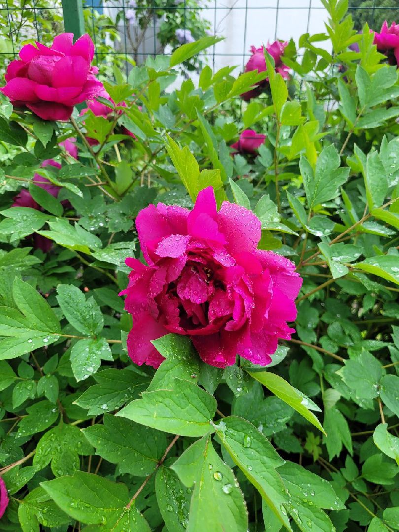 люди; добро; сад; добрые дела