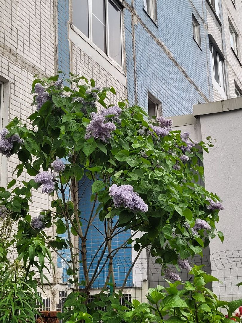 люди; добро; сад; добрые дела