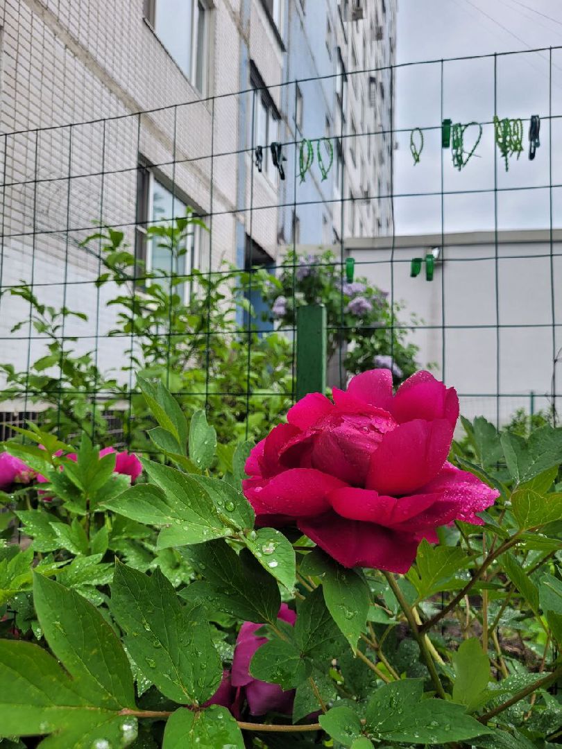 люди; добро; сад; добрые дела