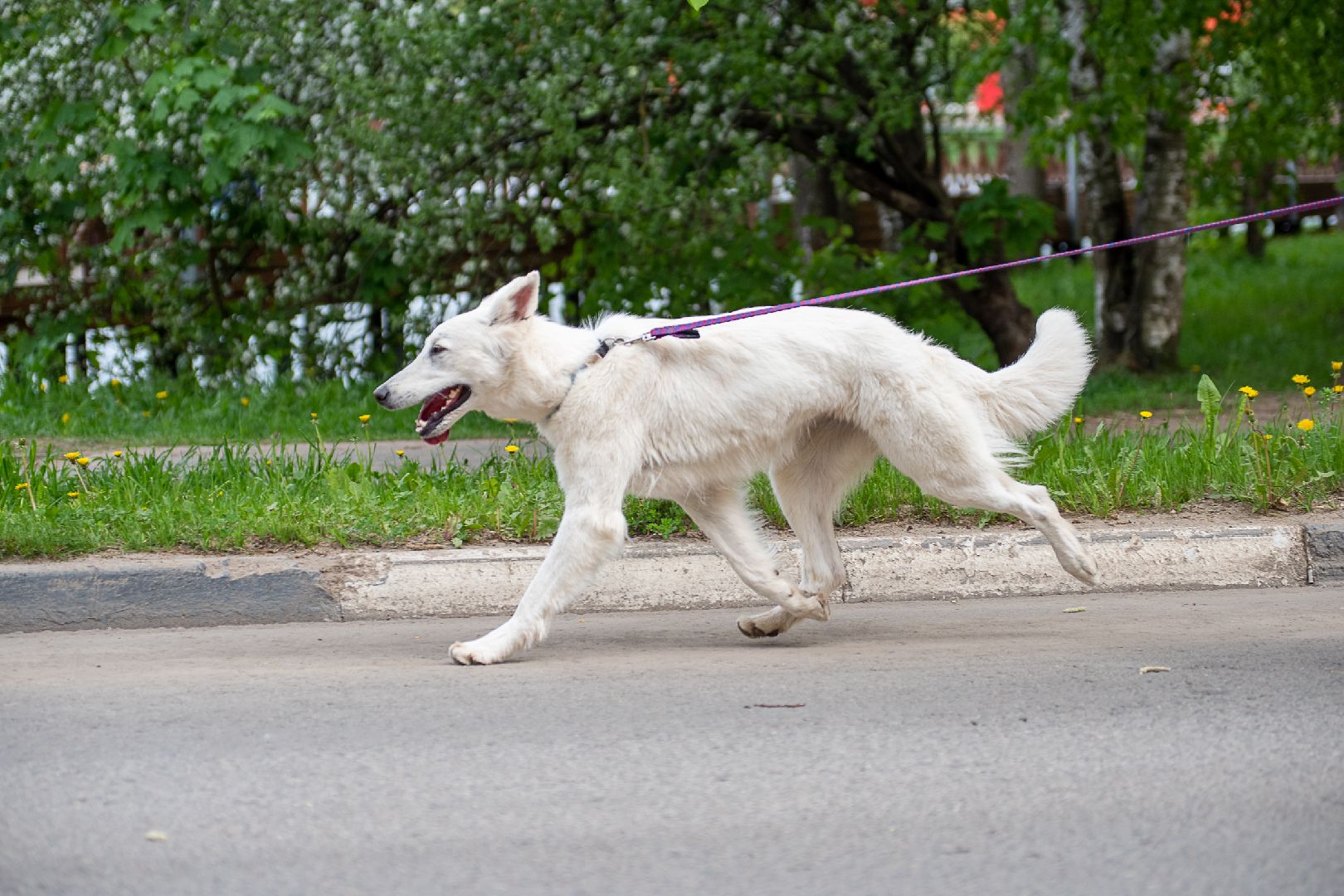 Лобня, спорт, собака
