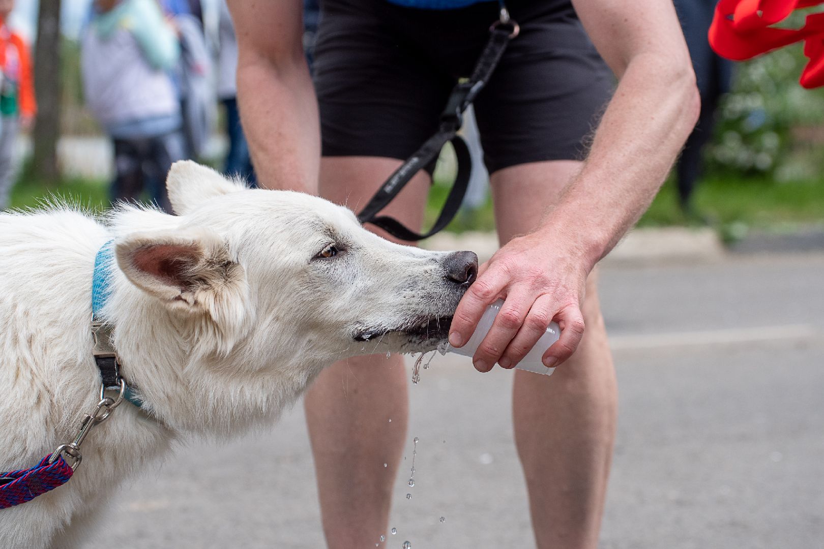 Лобня, спорт, собака