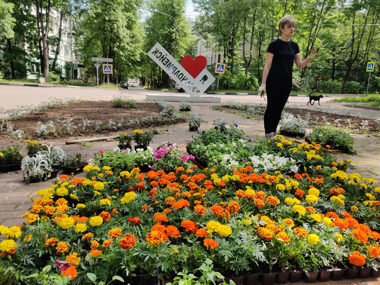 Красноармейск, Пушкинский, благоустройство, клумбы, цветы