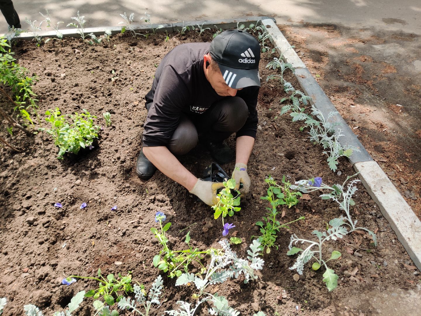 Красноармейск, Пушкинский, благоустройство, клумбы, цветы