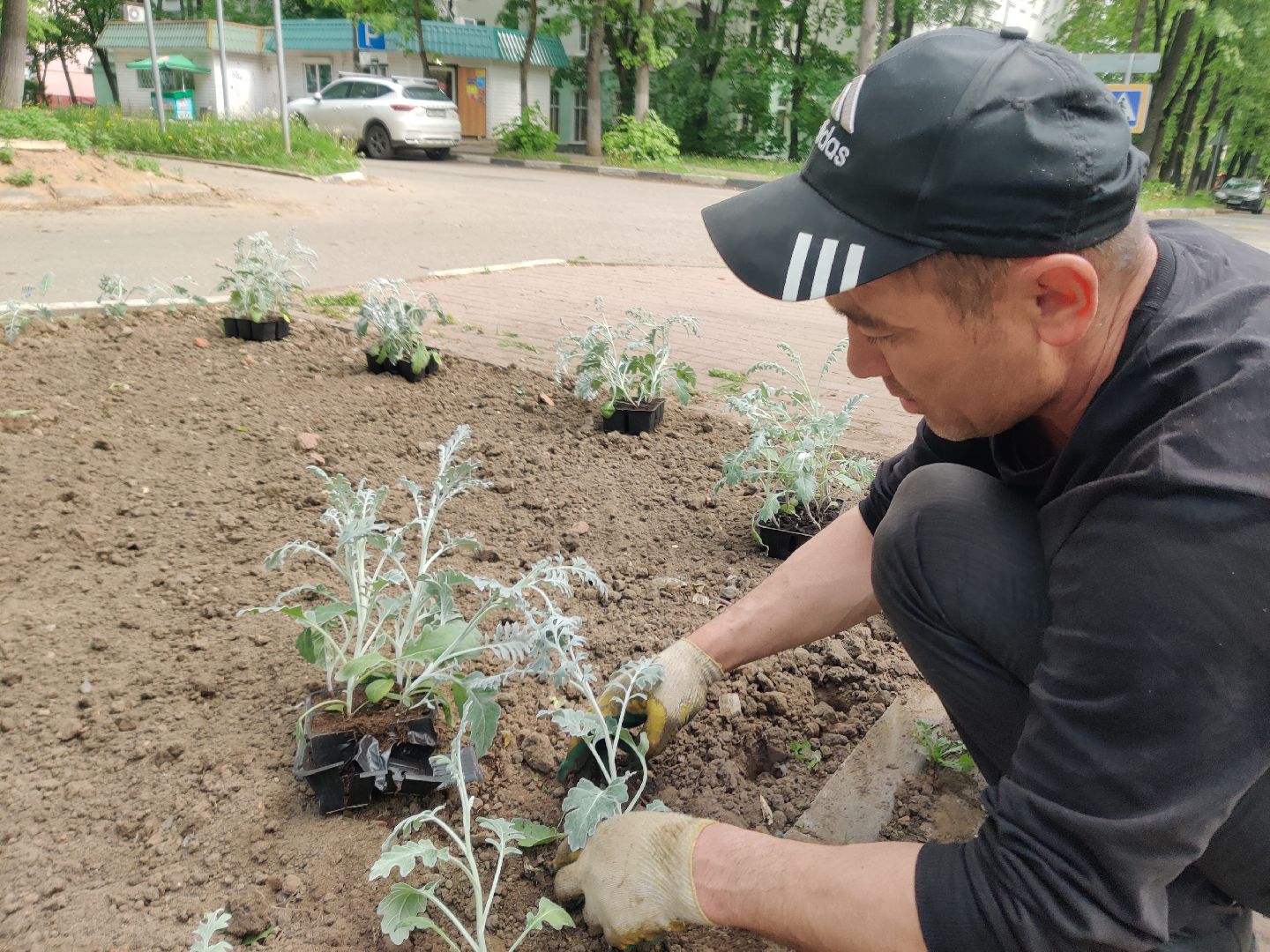 Красноармейск, Пушкинский, благоустройство, клумбы, цветы