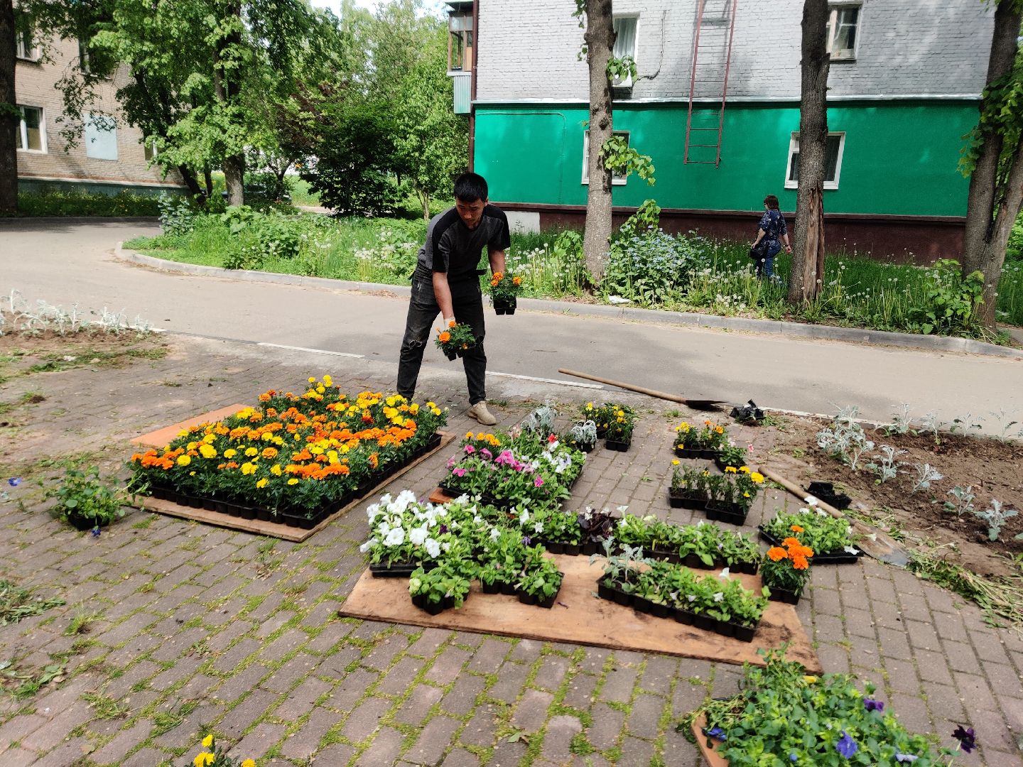 Красноармейск, Пушкинский, благоустройство, клумбы, цветы