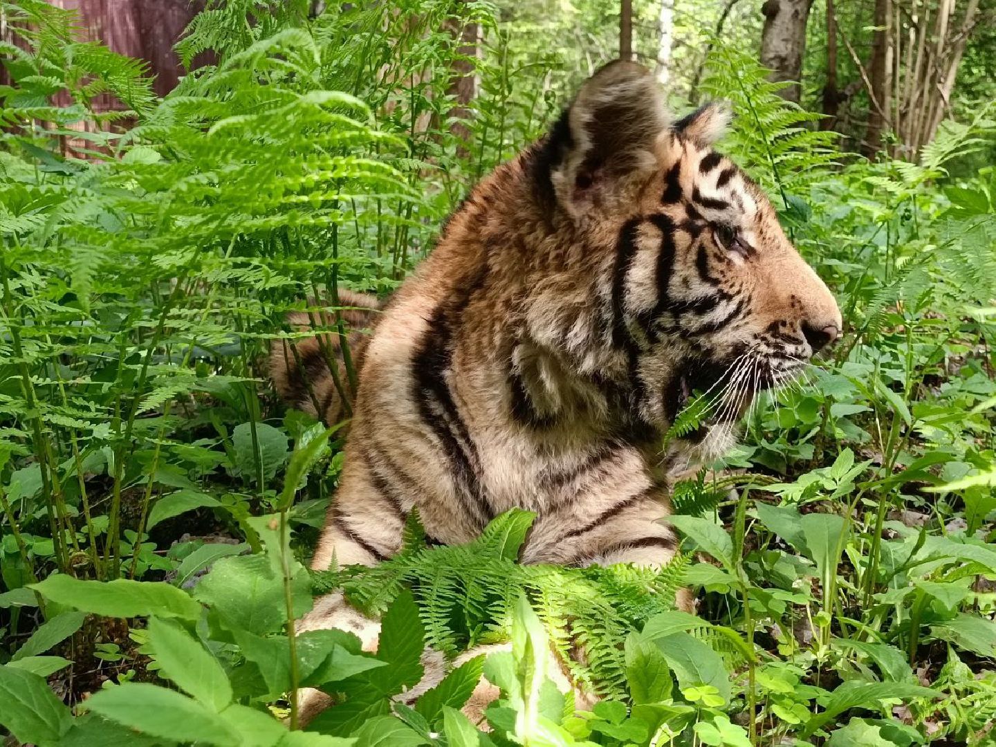 Можайск, Можайский городской округ, Подмосковье, тигры, Сафари-парк, парк тигров