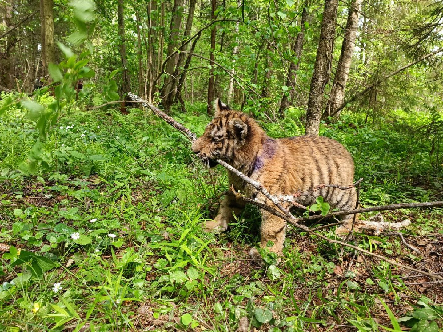 Можайск, Можайский городской округ, Подмосковье, тигры, Сафари-парк, парк тигров