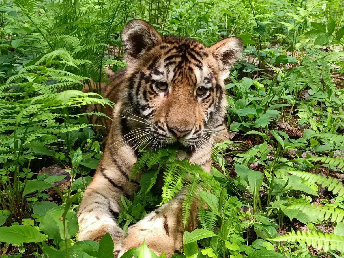 Можайск, Можайский городской округ, Подмосковье, тигры, Сафари-парк, парк тигров