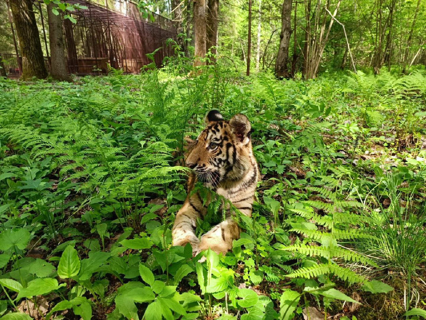 Можайск, Можайский городской округ, Подмосковье, тигры, Сафари-парк, парк тигров
