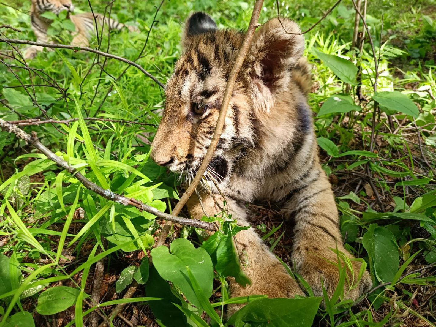 Можайск, Можайский городской округ, Подмосковье, тигры, Сафари-парк, парк тигров