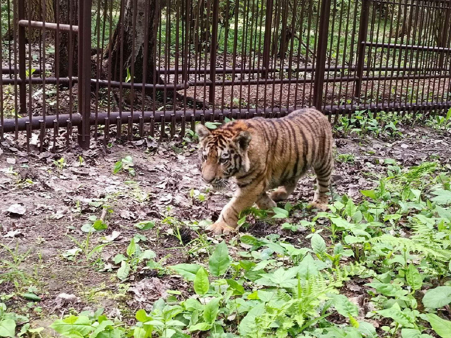 Можайск, Можайский городской округ, Подмосковье, тигры, Сафари-парк, парк тигров