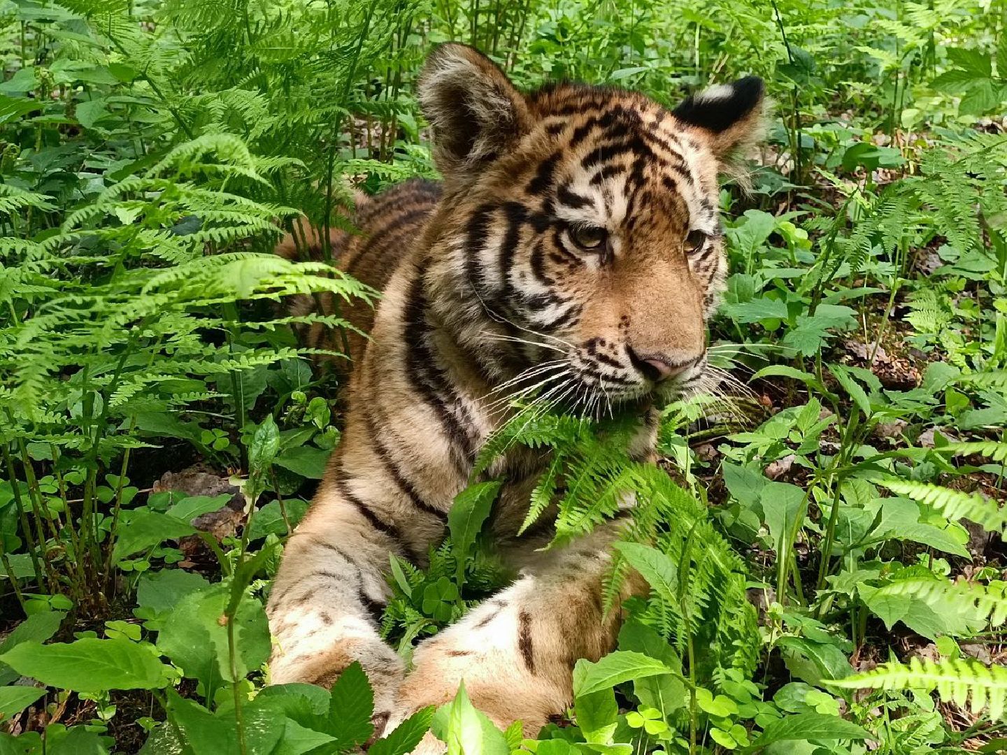 Можайск, Можайский городской округ, Подмосковье, тигры, Сафари-парк, парк тигров