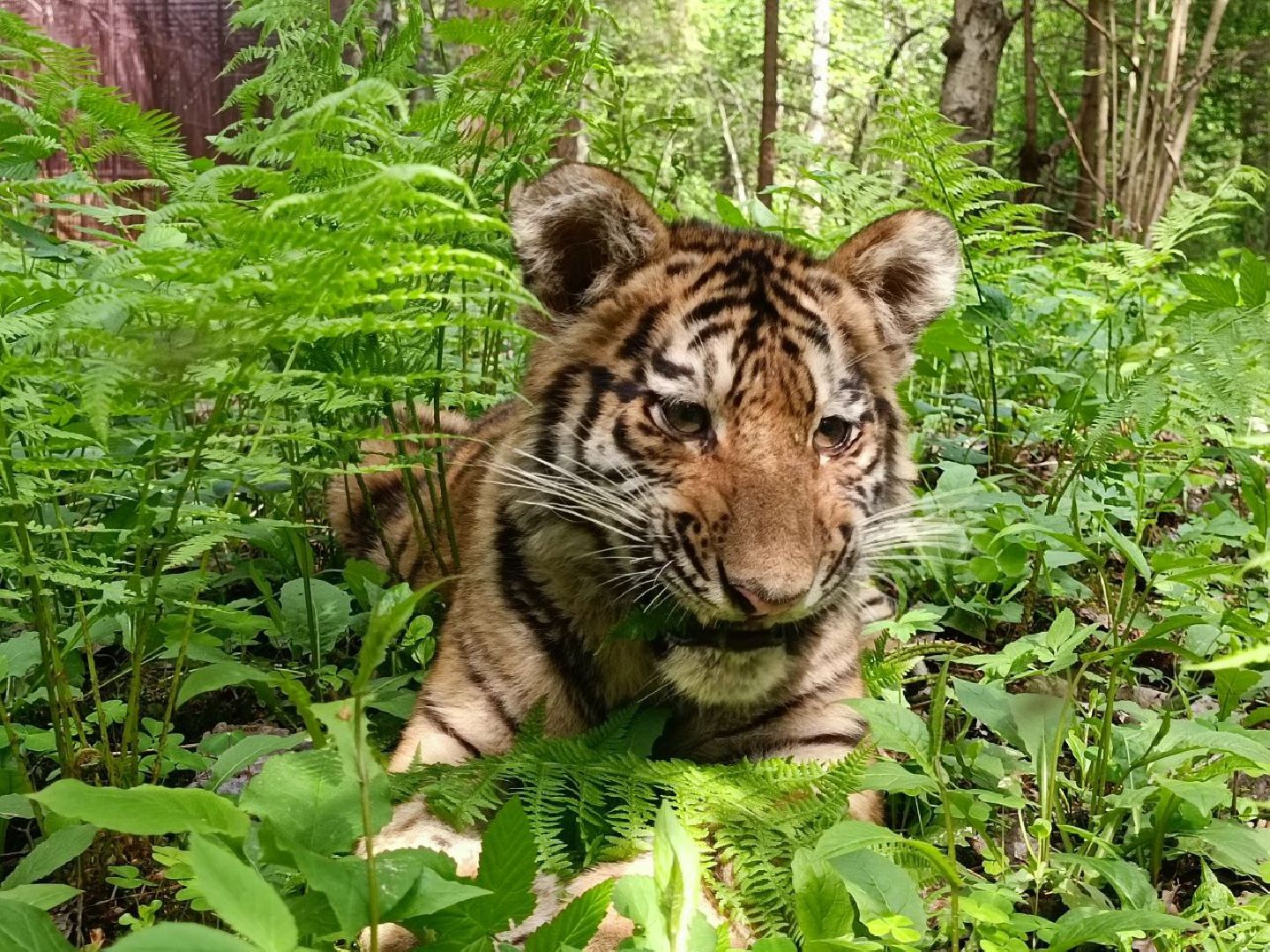 Можайск, Можайский городской округ, Подмосковье, тигры, Сафари-парк, парк тигров