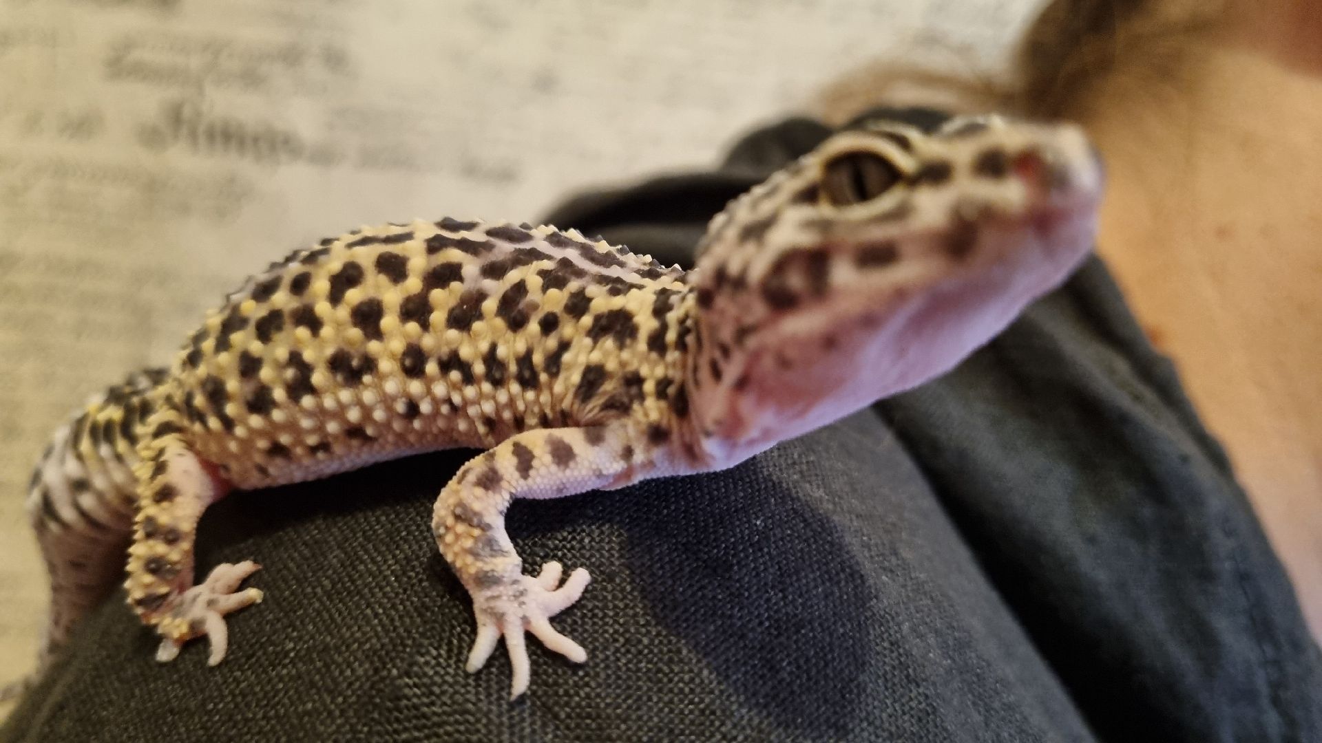 Подмосковье, Ивантеевка, общество