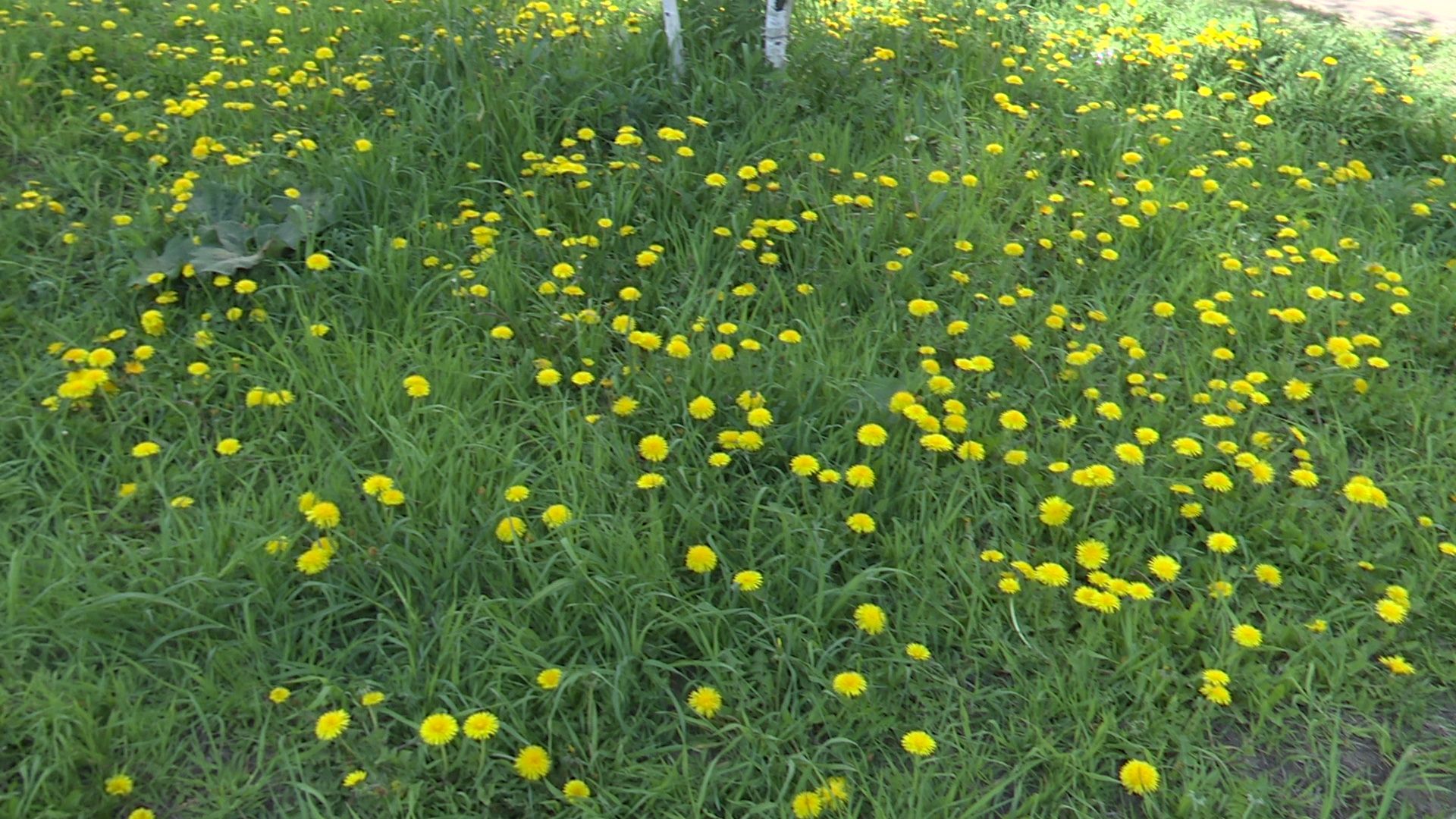 Реутов, Станислав Каторов, благоустройство, ЖКХ, качели, площадки, мусор, озеленение