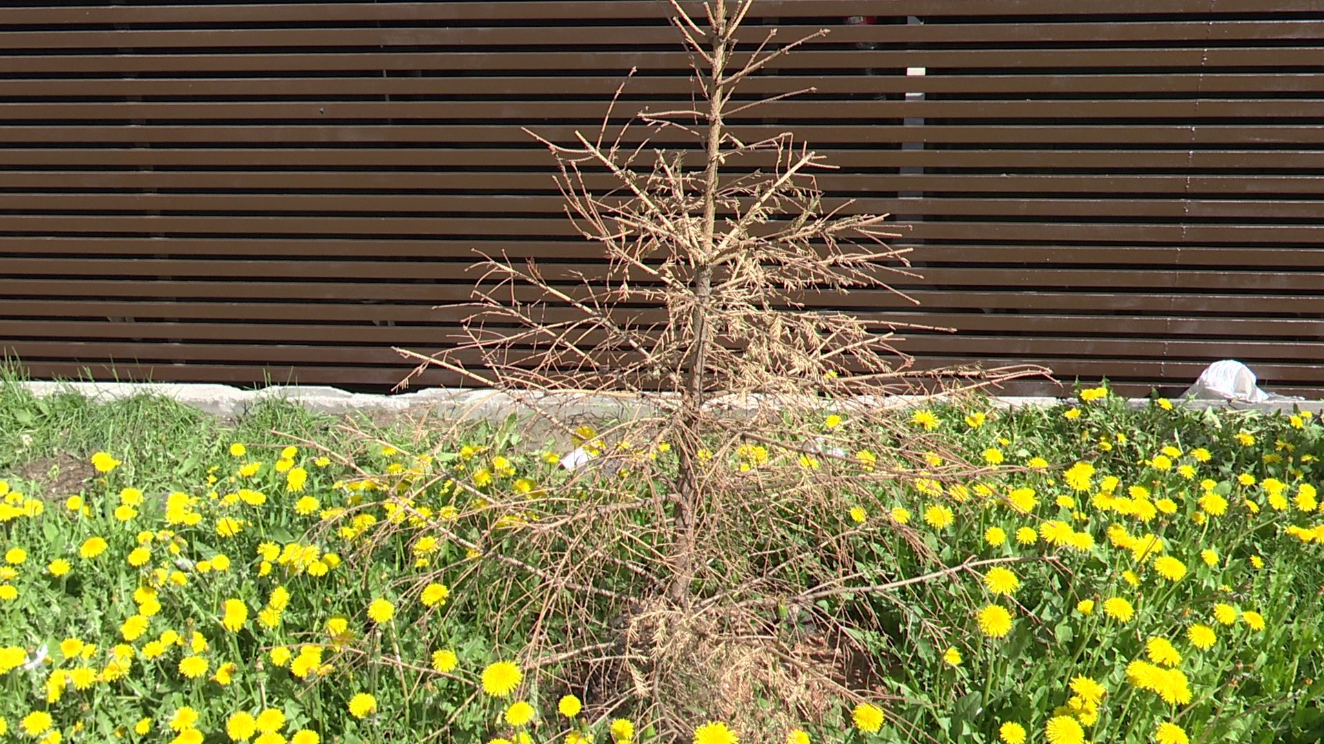 Реутов, Станислав Каторов, благоустройство, ЖКХ, качели, площадки, мусор, озеленение