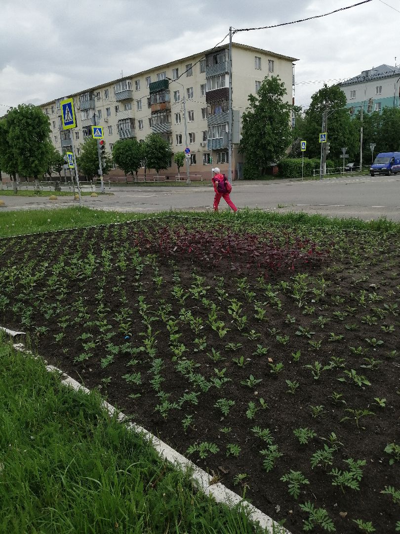 благоустройство, серпухов, клумбы, цветы, тюльпаны,