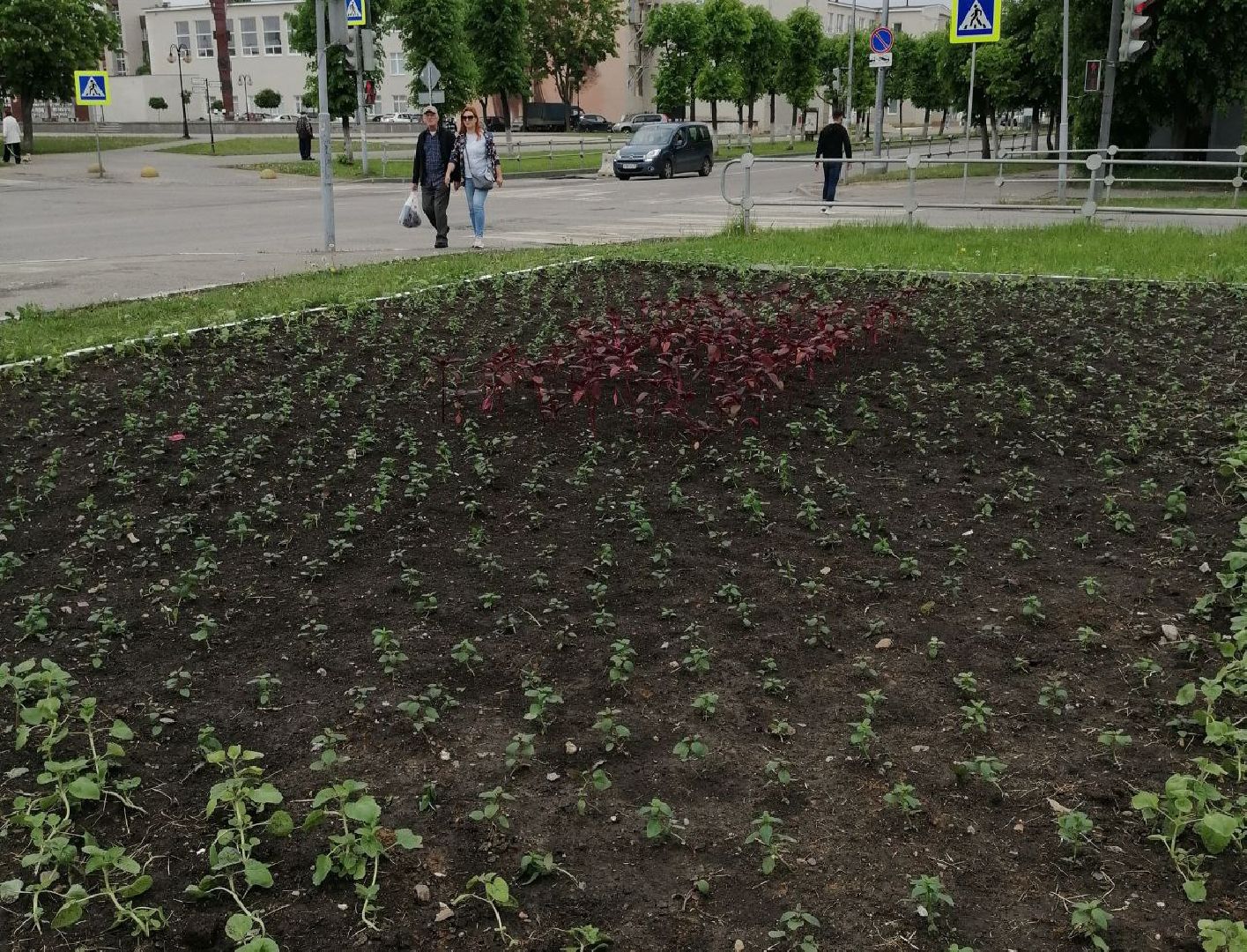 благоустройство, серпухов, клумбы, цветы, тюльпаны,