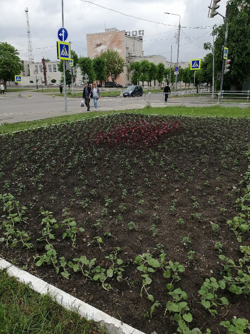 благоустройство, серпухов, клумбы, цветы, тюльпаны,