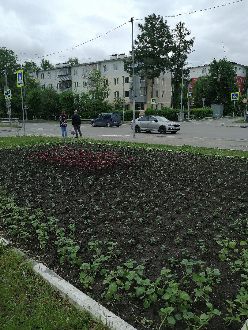 благоустройство, серпухов, клумбы, цветы, тюльпаны,