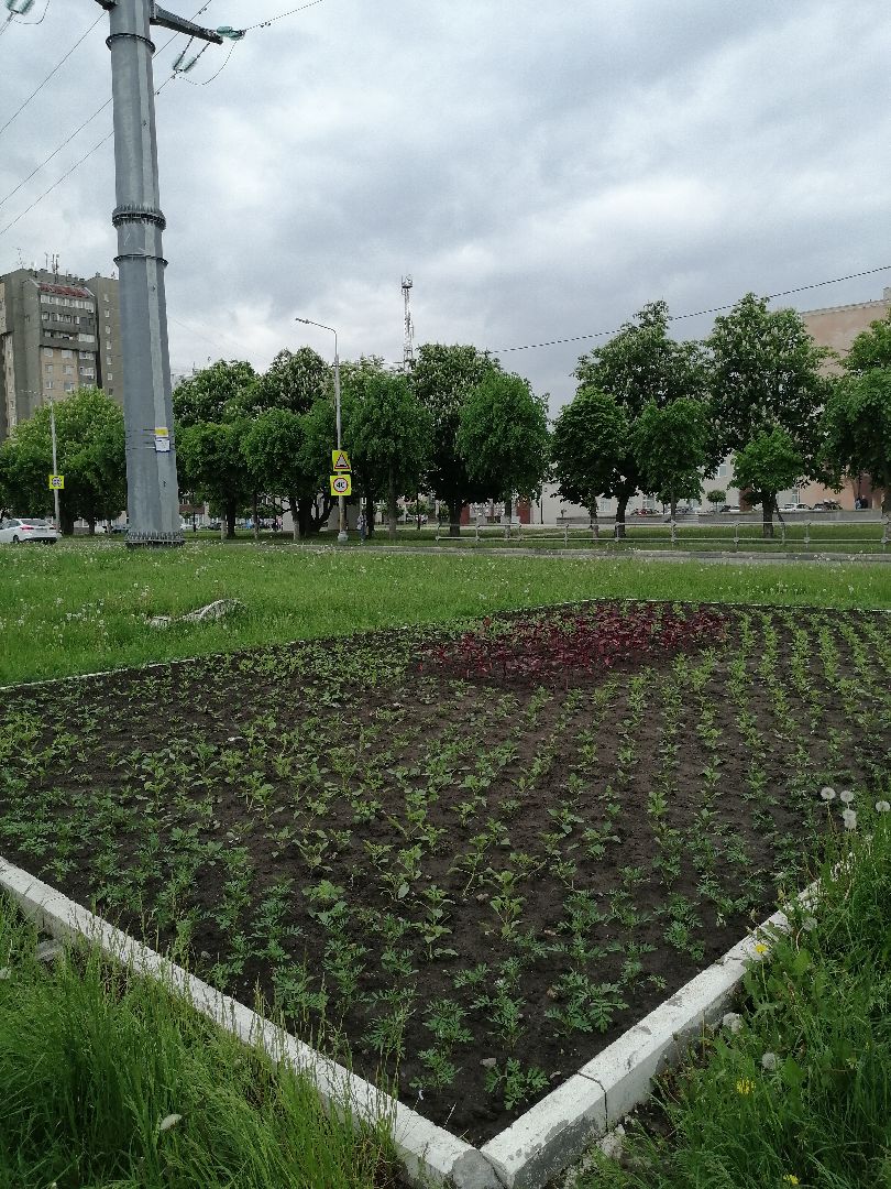 благоустройство, серпухов, клумбы, цветы, тюльпаны,