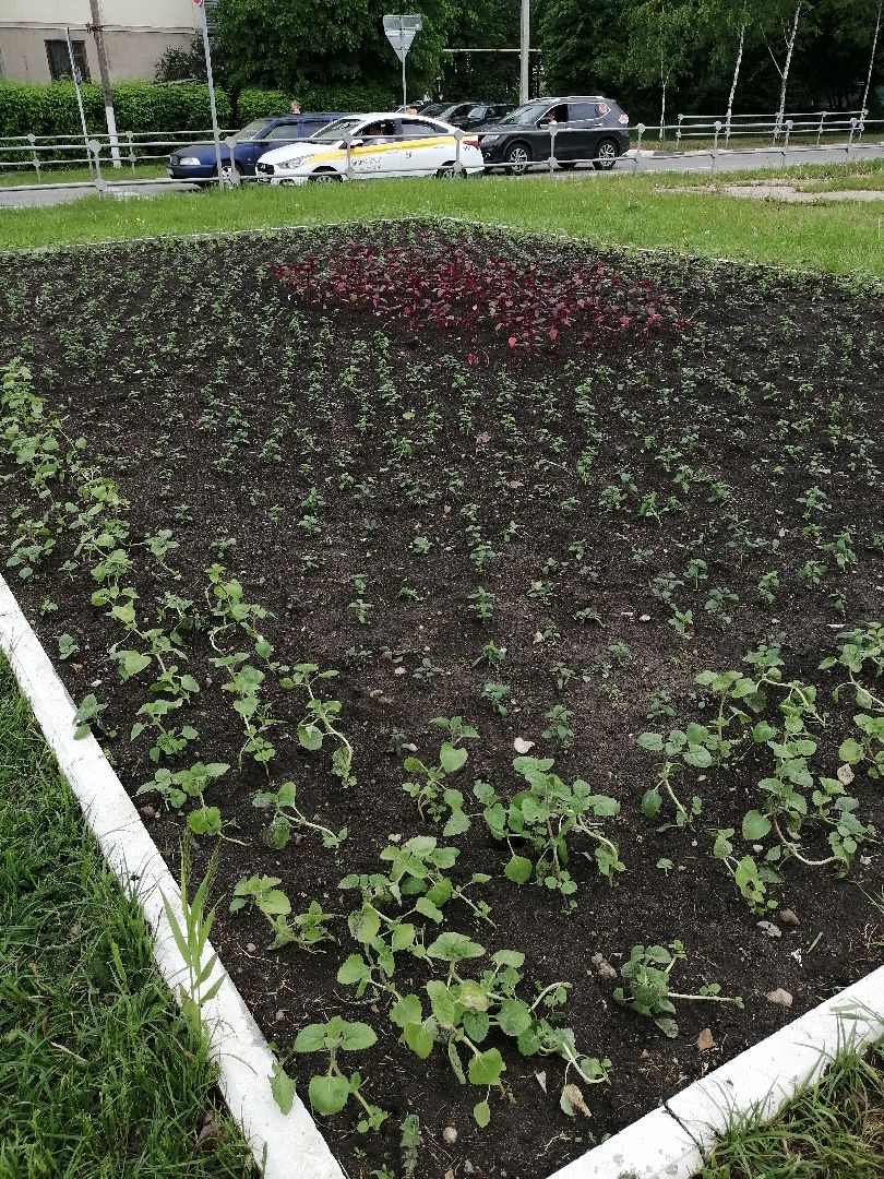 благоустройство, серпухов, клумбы, цветы, тюльпаны,