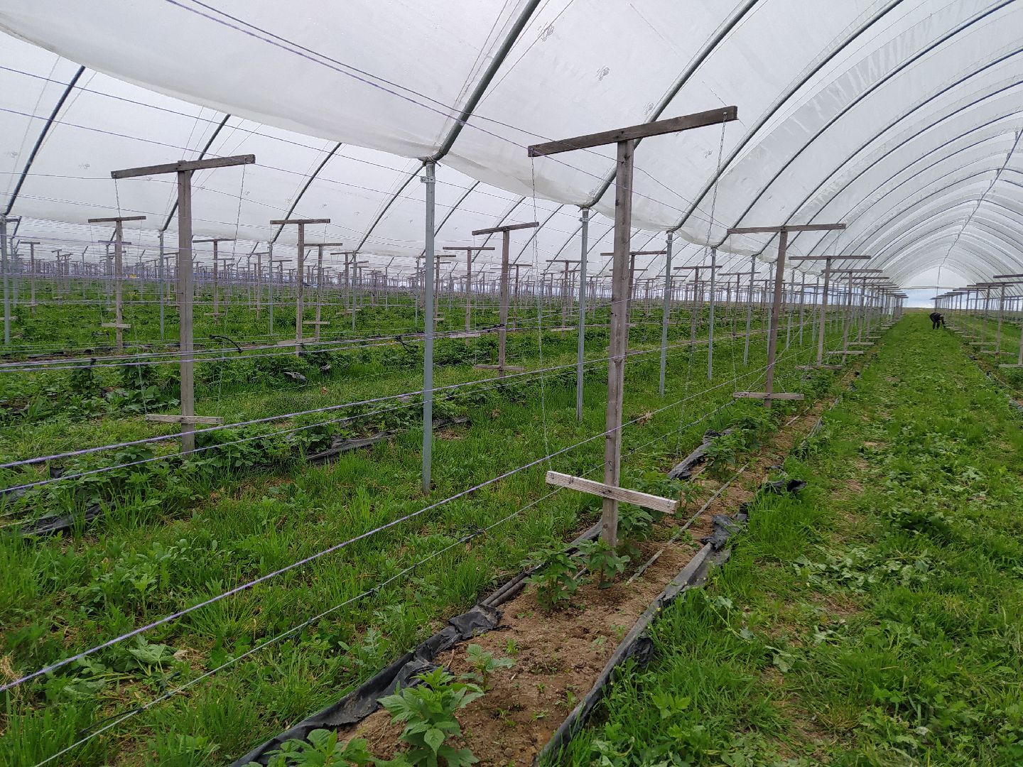 Ягода, импортозамещение, Ягодная долина