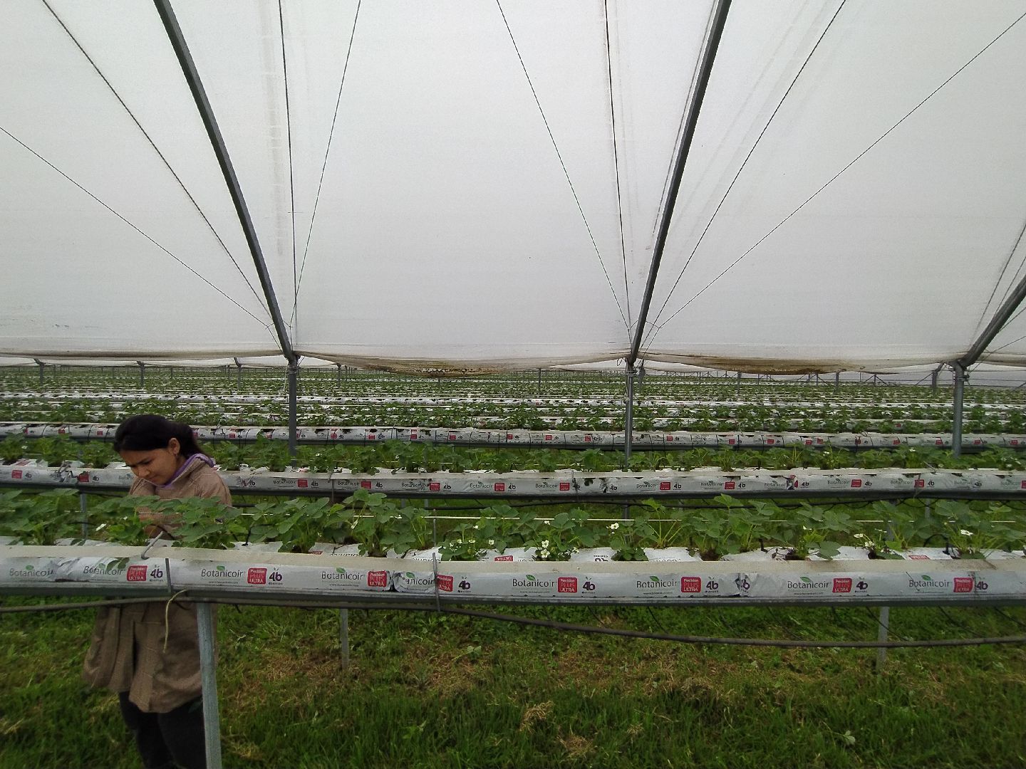 Ягода, импортозамещение, Ягодная долина