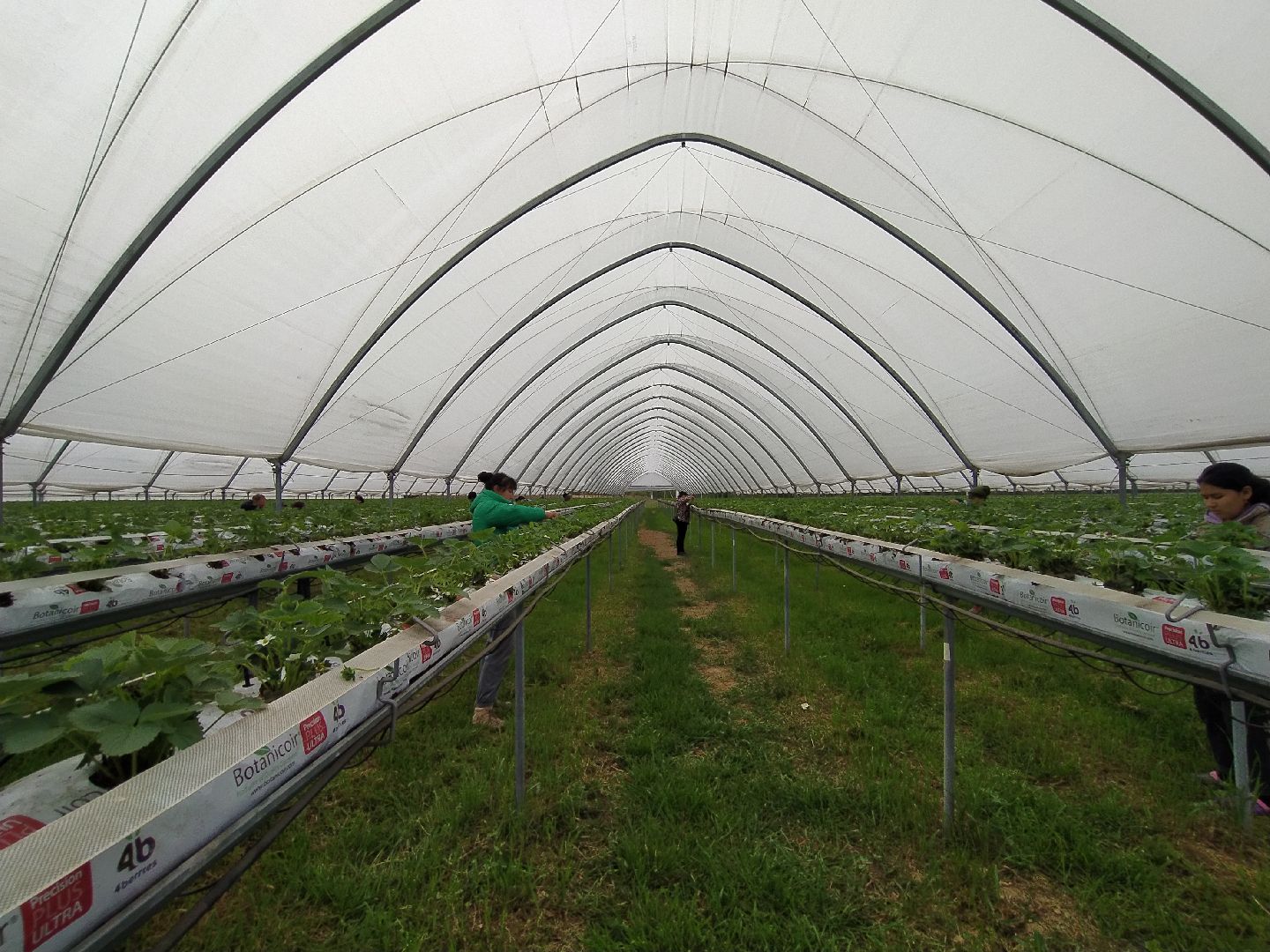 Ягода, импортозамещение, Ягодная долина