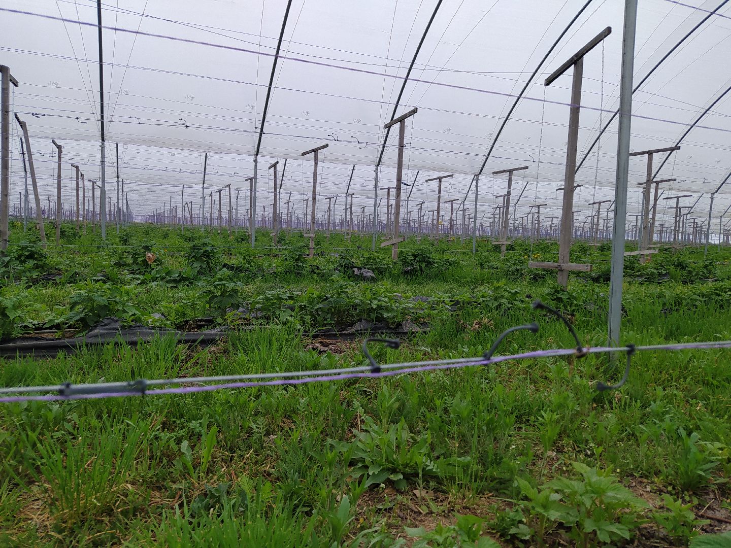 Ягода, импортозамещение, Ягодная долина