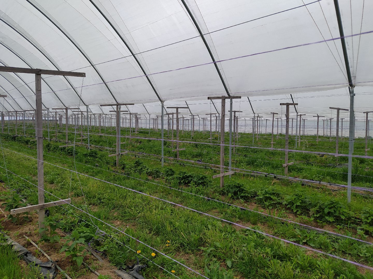 Ягода, импортозамещение, Ягодная долина