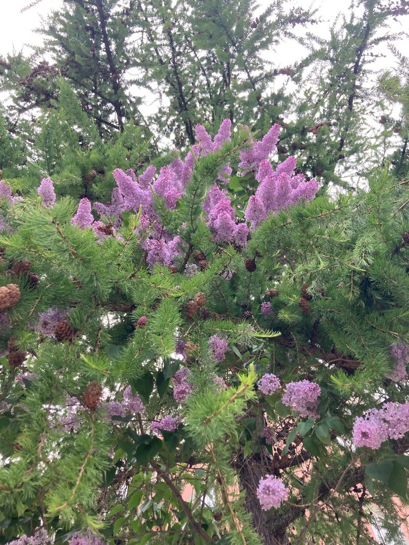 Солнечногорск, фестиваль, культура, сирень, парк