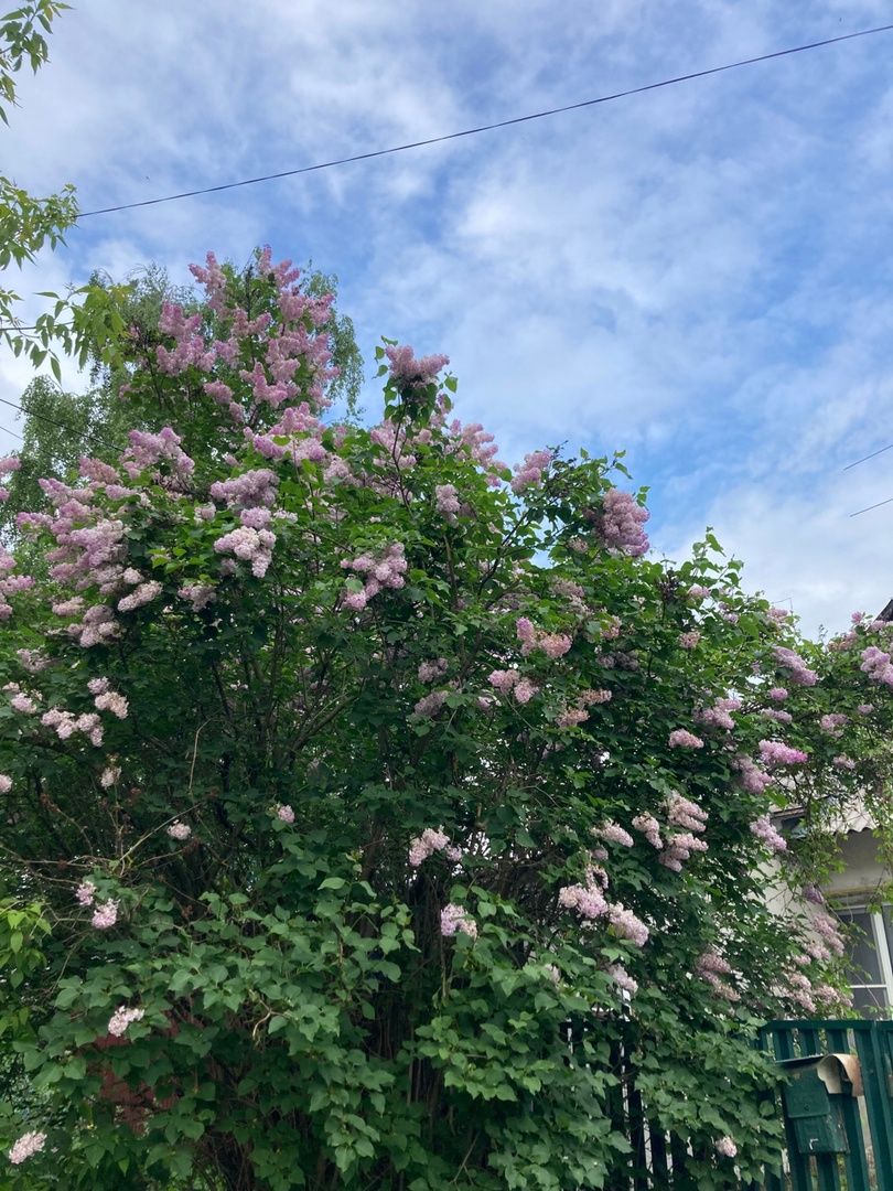 Солнечногорск, фестиваль, культура, сирень, парк