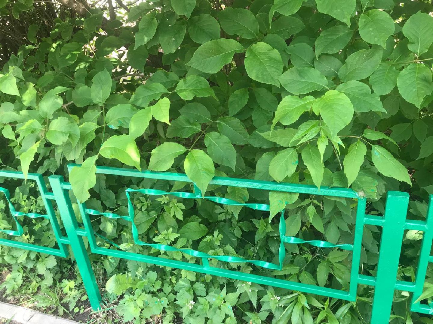 Коломна, Благоустройство, Заборы