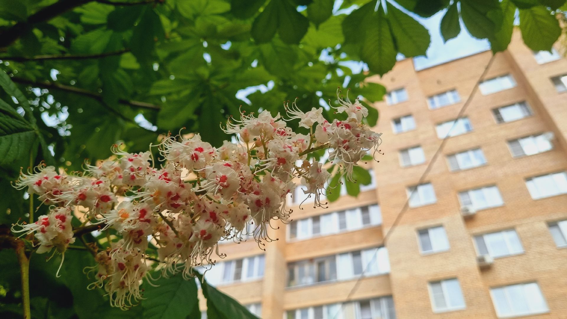 Подмосковье, Ивантеевка, благоустройство, общество